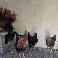 دستگاه جوجه کشی