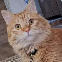 گمشده گربه نارنجی
