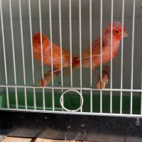 فروش قناری نر برفکی درشت|پرنده|مبارکه, |دیوار