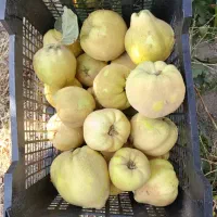 میوه به تازه باغی - بِه درجه ۱ - درجه ۲ - مخلوط