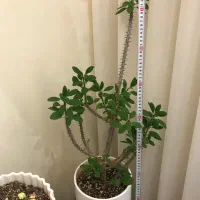 درختچه گیاه مرجان صورتی