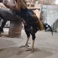 مرغ و خروس لاری اصیل آماده جوجه کشی