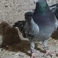 کبوتر پلاکی وسبز مسافتی