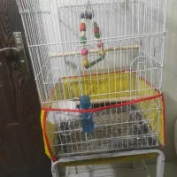 قفس طوطی کاسکو.عروس هلندی وغیره