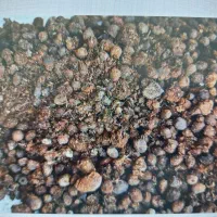 کود گوسفندی تمیز