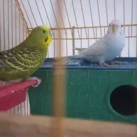 مرغ‌عشق‌بالغ|پرنده|مسجد سلیمان, |دیوار