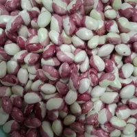 لوبیا چیتی دو رنگ