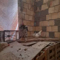 خروس برهما لایت غول پیکر