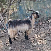 بز نر ۱ ساله حدود ۳۵ کیلویی گوسفند|حیوانات مزرعه|رشت, بازار|دیوار