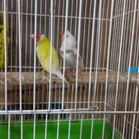 فنچ|پرنده|تربت جام, معدآباد|دیوار