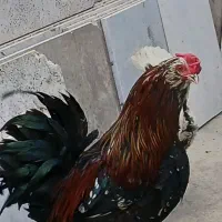 خروس اصل