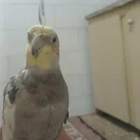 عروس هلندی گمشده|حیوانات|قم, علی آباد سعدگان|دیوار