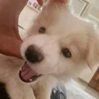 سگ خانگی|سگ|تاکستان, |دیوار