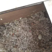 فنچ ارپای|پرنده|طرقبه, |دیوار