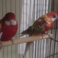 جفت رزیلا مولد کار داده