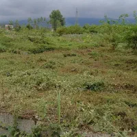 زمین ۵۴۱ متری/سند شش دانگ/پروانه ساخت دارد/نشتارود|فروش زمین و ملک کلنگی|نشتارود, |دیوار