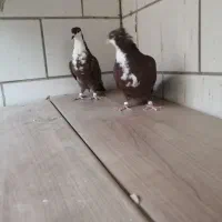 دوعدد جوجه رسمی سرخ کلاهی 8لقه|پرنده|کرمان, |دیوار