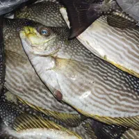 ماهی صافی|ماهی|قشم, |دیوار