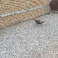 بوقلمون ماده