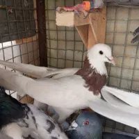 6 تا کفتر دس اولی|پرنده|شیراز, کوزه گری|دیوار