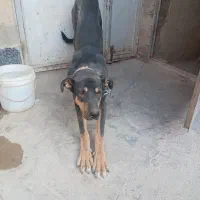 سگ نگهبان|سگ|گلپایگان, |دیوار