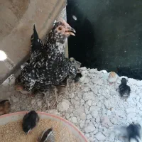 مرغ و خروس گلین