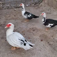 بشو روسی  ( سیکا )