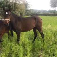 اسب کره ۱۸ ماه تازه سوار