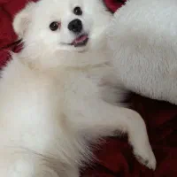 سگ پامر