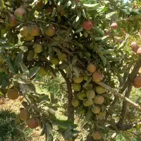 زمین کشاورزی جوشقان