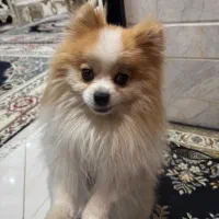 سگ پامر‌‌ آپارتمان