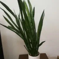 گل طبیعی واپارتمانی|گل و گیاه طبیعی|شیراز, شهرک والفجر|دیوار