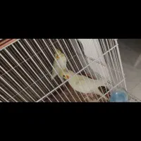 عروس هلندی مولد با عروس تکی رودهن|پرنده|رودهن, |دیوار