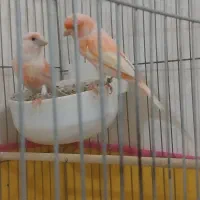 قناری نر و ماده آماده