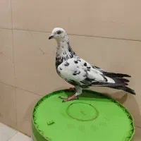 کفتر سوسک دورگ گرفتنی|پرنده|شاهرود, |دیوار