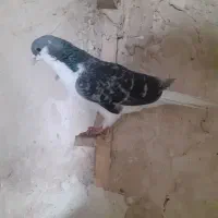 خال سرخ|پرنده|چناران, |دیوار
