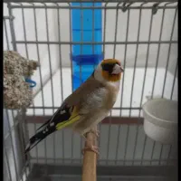 سره نر جفتی قناری ۲عدد قیمت برای هر۲تاشه