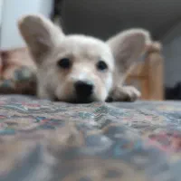 واگذاری سگ شیتزو|سگ|شیراز, سلطان آباد|دیوار