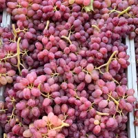 خریدار انگور قرمز لوکس