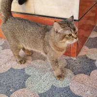 بریتیش نر ۱۰ ماهه