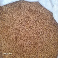 گندم مهرگات
