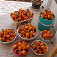 خانه ویلائی باصفادراسفرجان|فروش خانه و ویلا|اصفهان, باغ زرشک|دیوار