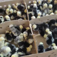 جوجه لهستانی یکروزه