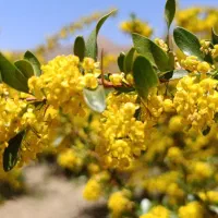 عسل طبیعی عناب و زرشک  خراسان جنوبی|خوردنی و آشامیدنی|زیرکوه, |دیوار