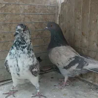 کفتر پرشی(قاره خرمایی و سنجابی)|پرنده|اصفهان, قائمیه|دیوار