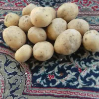 سیب زمینی|خوردنی و آشامیدنی|بهار, |دیوار