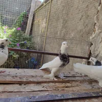 کبوتر|پرنده|بم, |دیوار