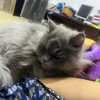 گربه ی پرشین  یک ساله