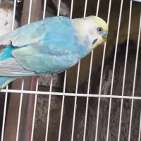 جفت  مرغ عشق رینبو(رنگین کمانی)|پرنده|لاهیجان, کوی استادان|دیوار