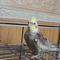 یک عدد عروس هلندی گم شده